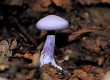 Каталог даров нашего леса